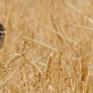 avistamiento de aves