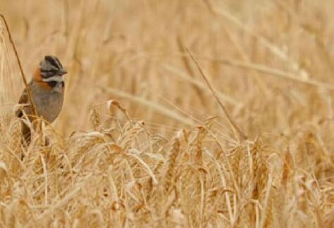 avistamiento de aves