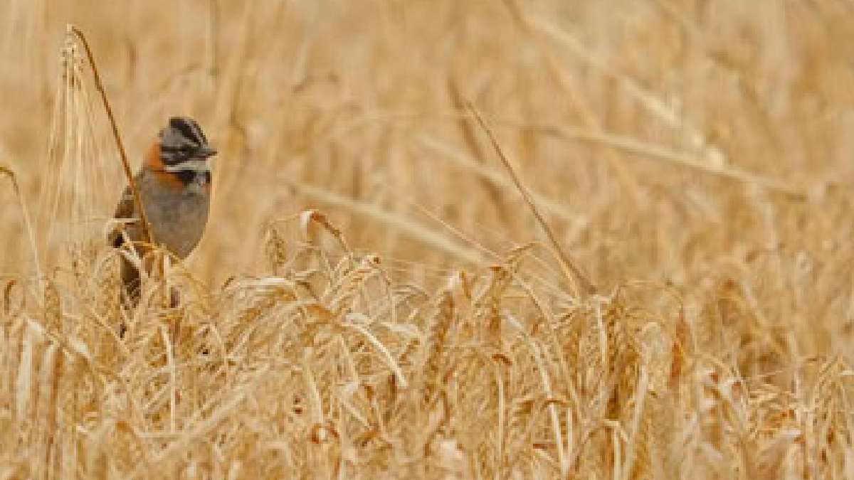 avistamiento de aves
